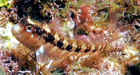 Parablennius zvonimiri_12345